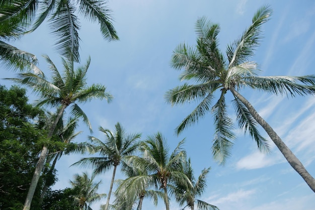 Vista de baixo ângulo de coqueiro contra o céu azul
