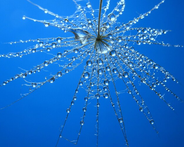 Foto vista de baixo ângulo de flor contra o céu azul