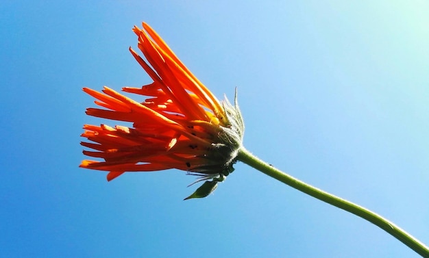 Foto vista de baixo ângulo de flores contra o céu azul claro