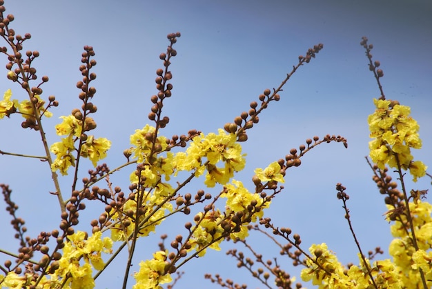 Foto vista de baixo ângulo de flores florescendo em árvores