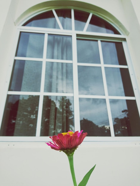 Foto vista de baixo ângulo de flores rosa