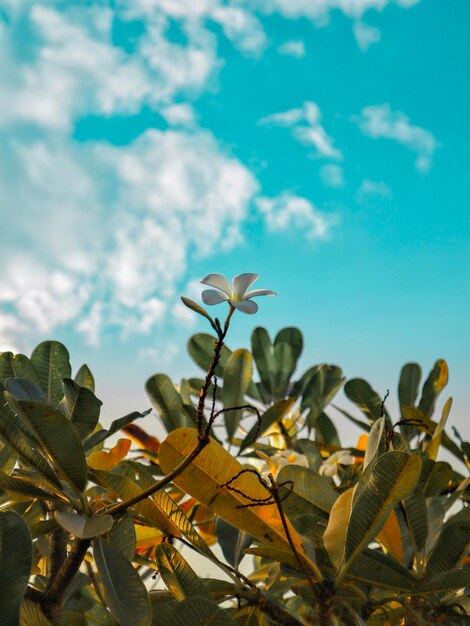 Foto vista de baixo ângulo de folhas contra o céu