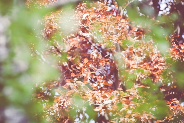 Foto vista de baixo ângulo de folhas crescendo em árvores