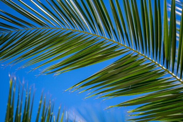 Foto vista de baixo ângulo de folhas de palmeira