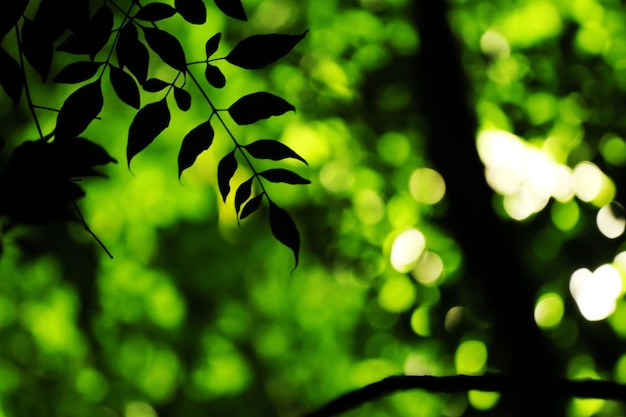 Foto vista de baixo ângulo de folhas em árvores