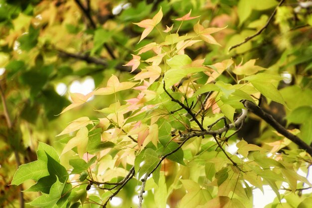 Vista de baixo ângulo de folhas em árvores