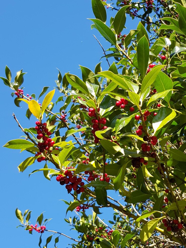 Foto vista de baixo ângulo de frutas crescendo em árvores contra o céu