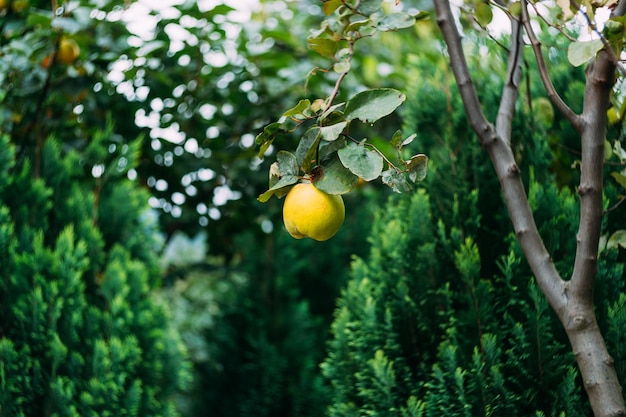 Foto vista de baixo ângulo de frutas crescendo na árvore