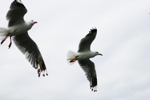 Foto vista de baixo ângulo de gaivota voando contra o céu