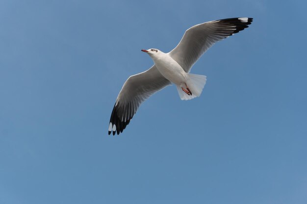 Vista de baixo ângulo de gaivota voando contra um céu claro