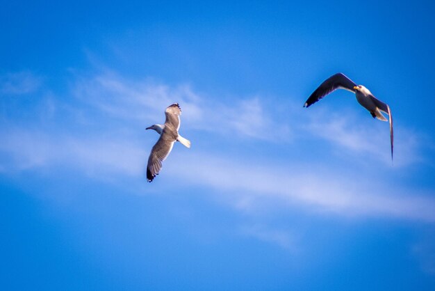 Vista de baixo ângulo de gaivotas voando contra o céu azul