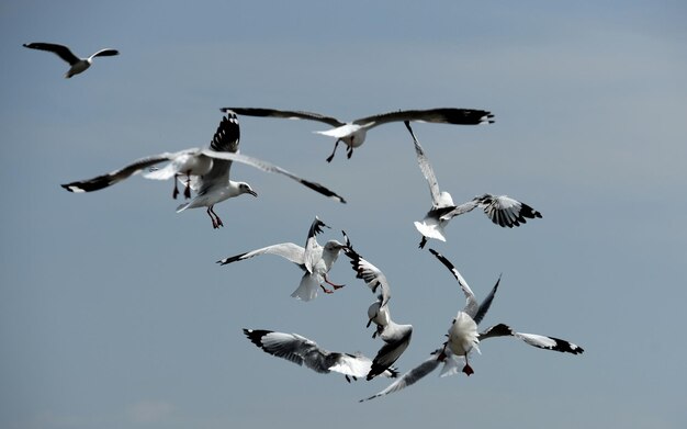 Foto vista de baixo ângulo de gaivotas voando