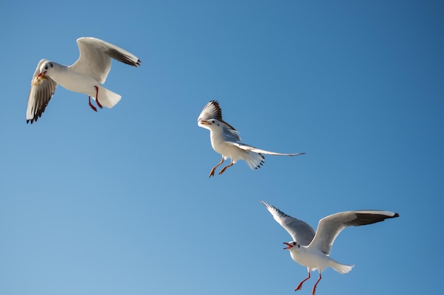 Vista de baixo ângulo de gaivotas voando