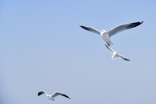 Foto vista de baixo ângulo de gaivotas voando