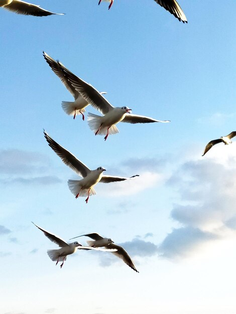 Foto vista de baixo ângulo de gaivotas voando