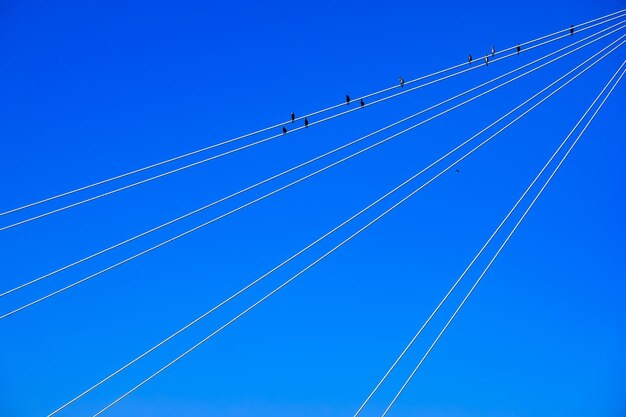 Foto vista de baixo ângulo de linhas elétricas contra um céu azul claro