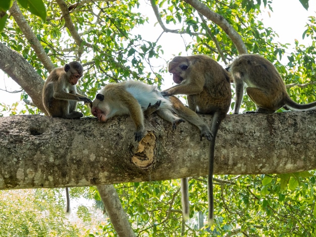 Vista de baixo ângulo de macacos em galho
