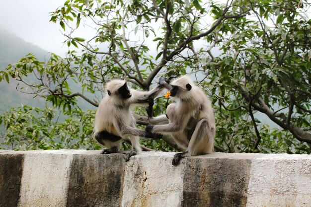 Vista de baixo ângulo de macacos sentados na parede de apoio