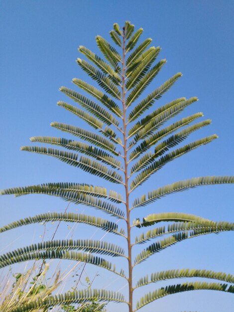 Foto vista de baixo ângulo de palmeira contra o céu azul claro