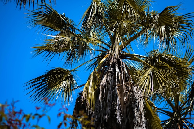 Vista de baixo ângulo de palmeira contra o céu azul claro