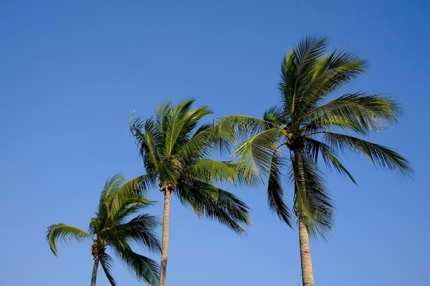 Foto vista de baixo ângulo de palmeira contra o céu azul claro