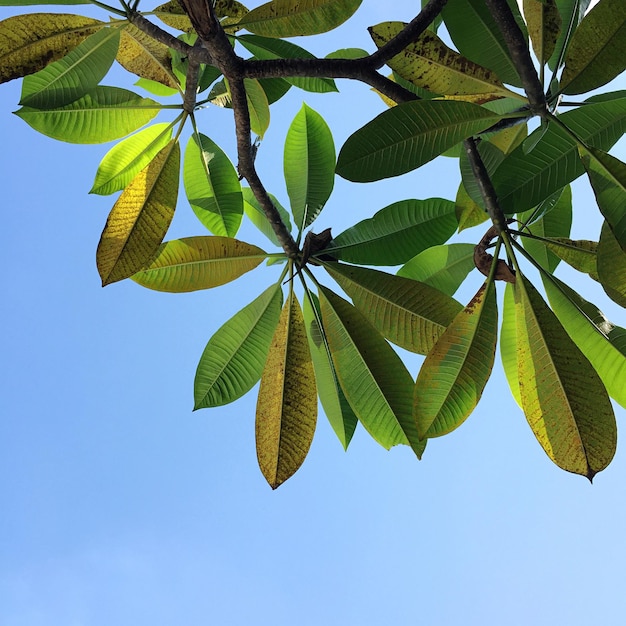 Foto vista de baixo ângulo de palmeira contra o céu azul