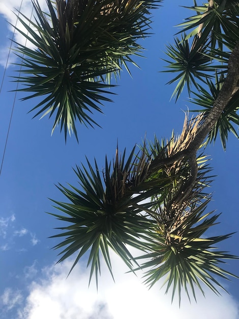 Vista de baixo ângulo de palmeira contra o céu azul