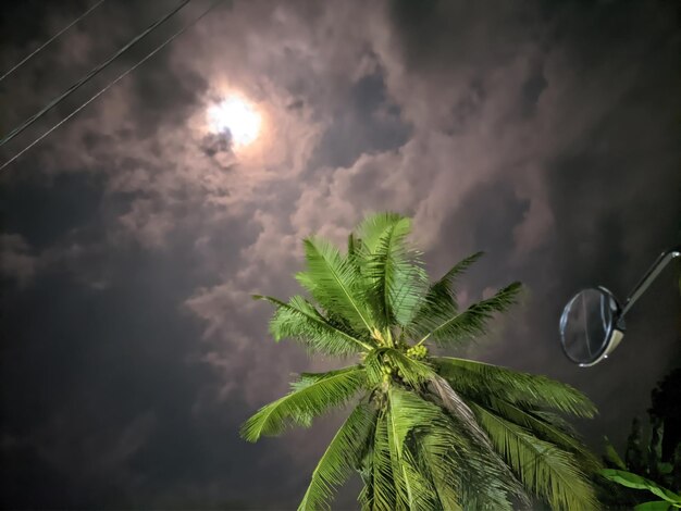 Vista de baixo ângulo de palmeira contra o céu