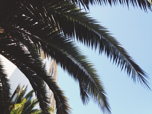 Vista de baixo ângulo de palmeira contra o céu