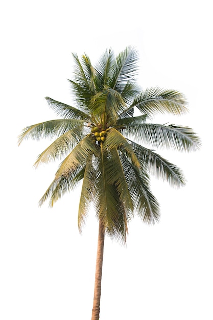 Foto vista de baixo ângulo de palmeira contra um céu claro