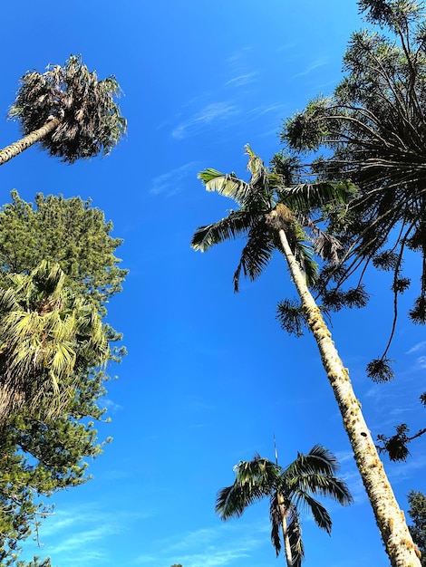 Foto vista de baixo ângulo de palmeira no céu