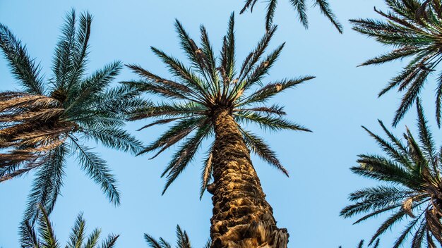 Vista de baixo ângulo de palmeiras contra um céu azul claro