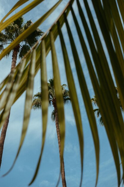 Foto vista de baixo ângulo de palmeiras de coco contra o céu