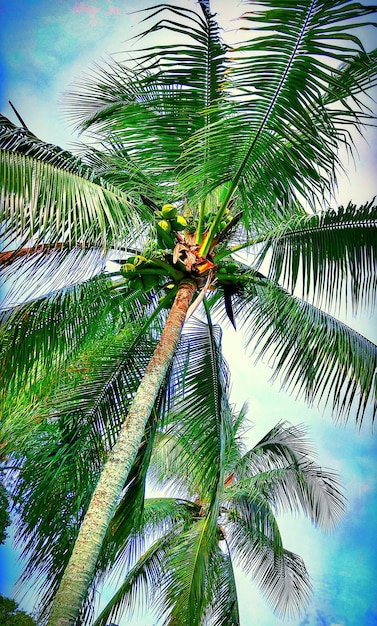 Vista de baixo ângulo de palmeiras