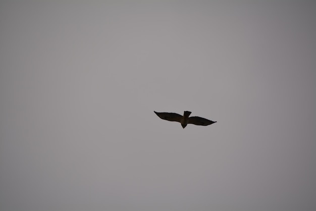 Foto vista de baixo ângulo de pássaro de silhueta voando contra o céu claro