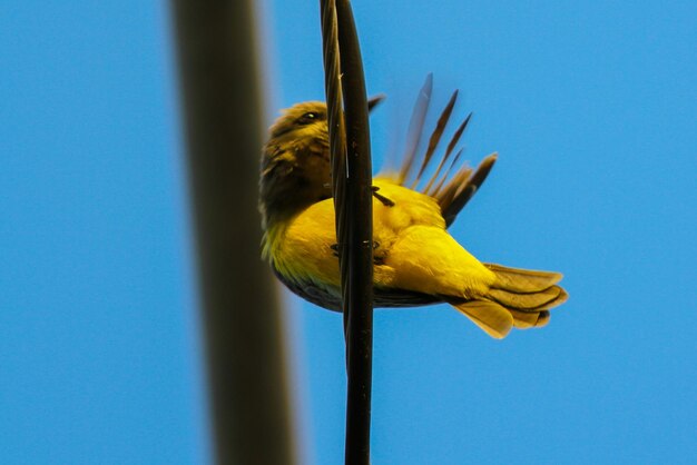 Foto vista de baixo ângulo de pássaro empoleirado em folha amarela