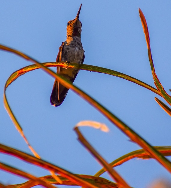 Foto vista de baixo ângulo de pássaro empoleirado em uma planta contra o céu
