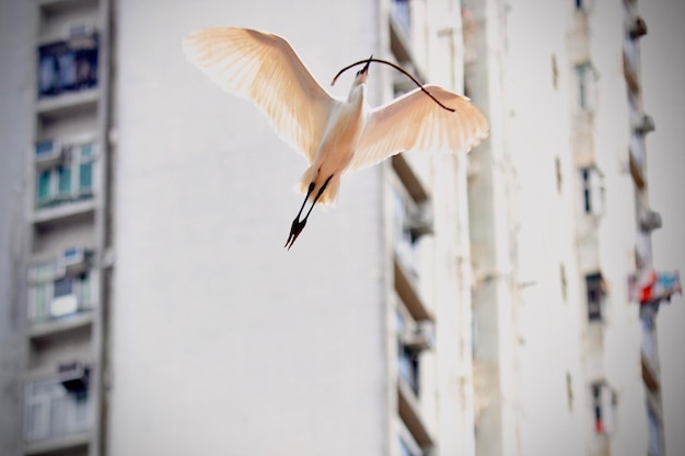 Foto vista de baixo ângulo de pássaro voando contra o edifício