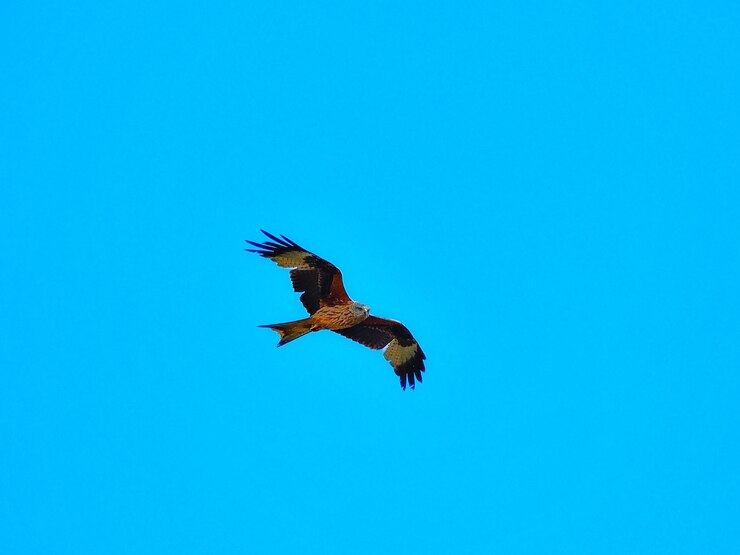 Foto vista de baixo ângulo de pássaro voando contra um céu azul claro