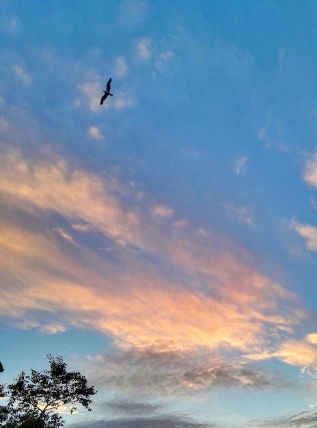Foto vista de baixo ângulo de pássaro voando no céu