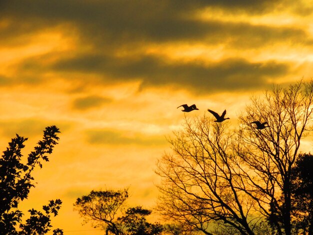 Foto vista de baixo ângulo de pássaros de silhueta voando contra o céu do pôr-do-sol