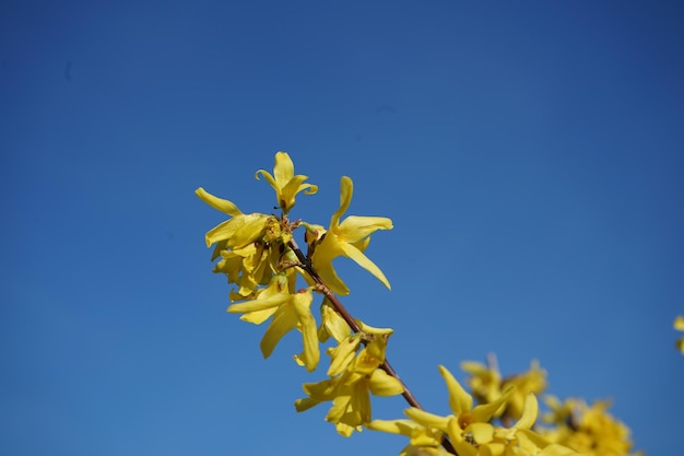 Foto vista de baixo ângulo de planta com flores amarelas contra um céu azul claro