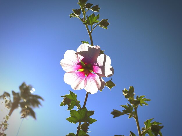 Vista de baixo ângulo de planta de flor rosa contra o céu claro