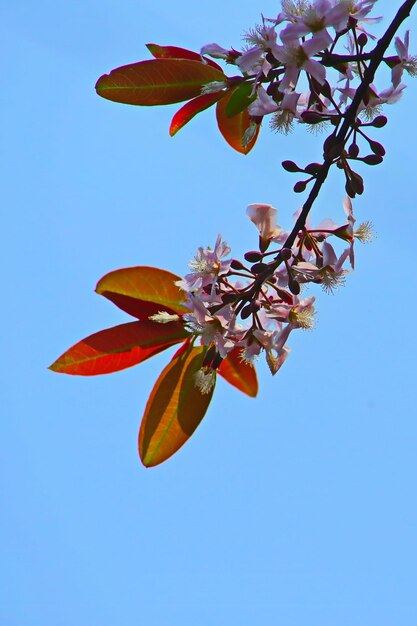 Foto vista de baixo ângulo de planta em floração contra o céu azul claro