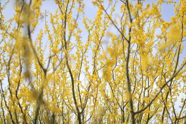 Vista de baixo ângulo de plantas com flores amarelas