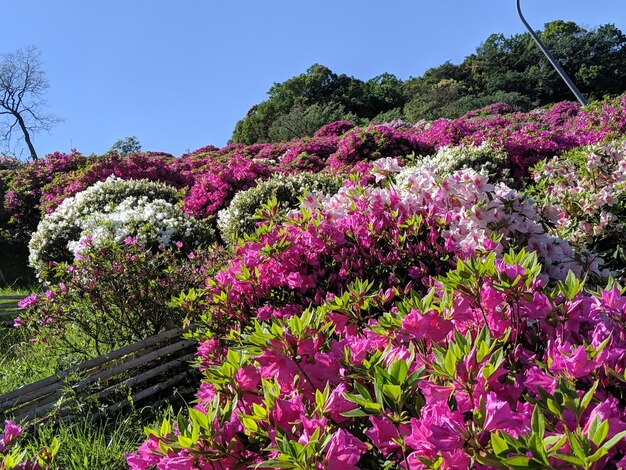 Foto vista de baixo ângulo de plantas com flores cor-de-rosa