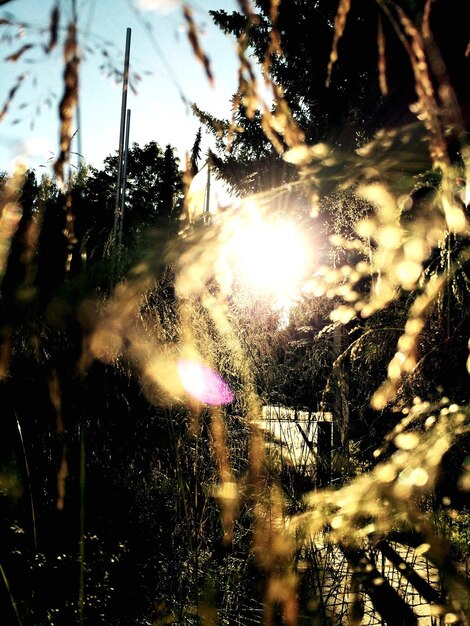 Foto vista de baixo ângulo de plantas contra a luz solar