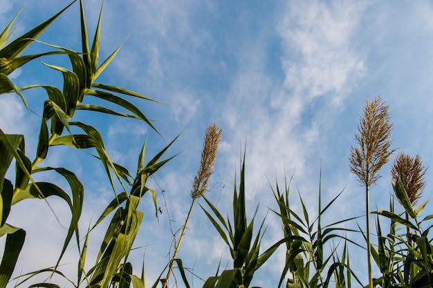 Vista de baixo ângulo de plantas contra o céu