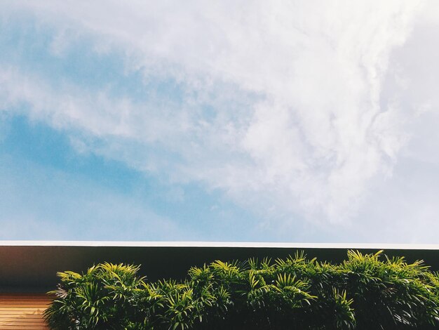 Vista de baixo ângulo de plantas contra o céu