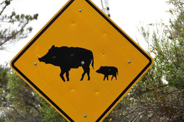 Foto vista de baixo ângulo de silhueta de animal contra o céu